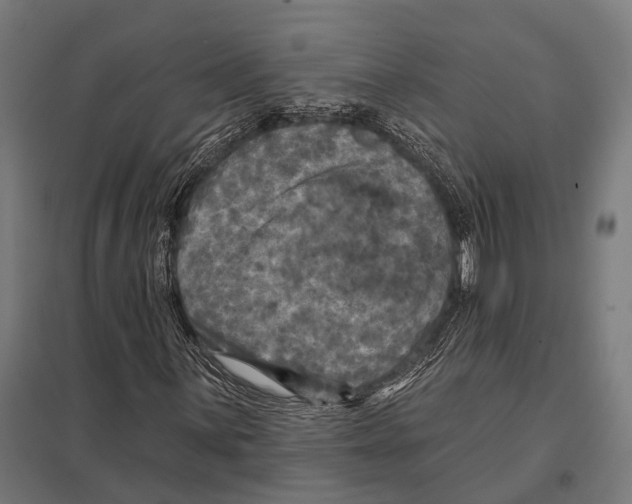 X0000097611059200803281009