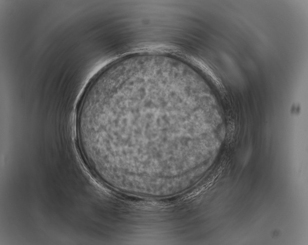 X0000097611079200803281008