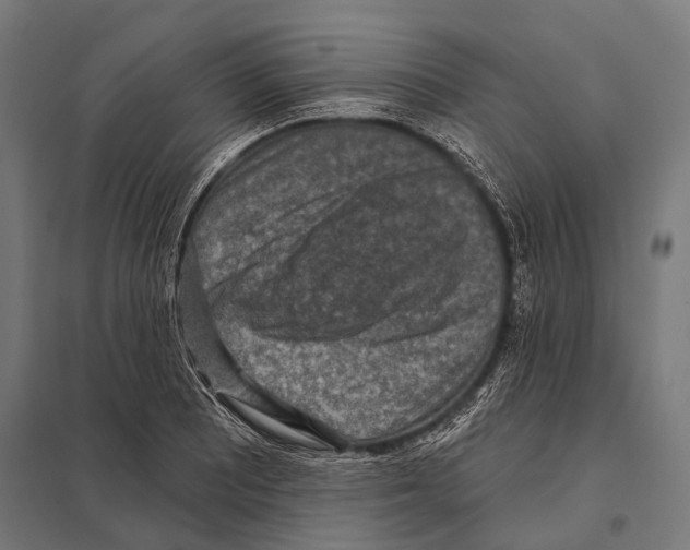 X0000097611081200803281008