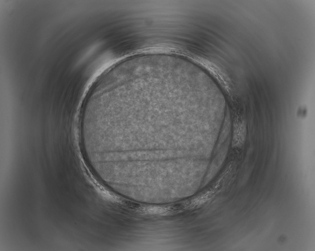 X0000097611086200803281008