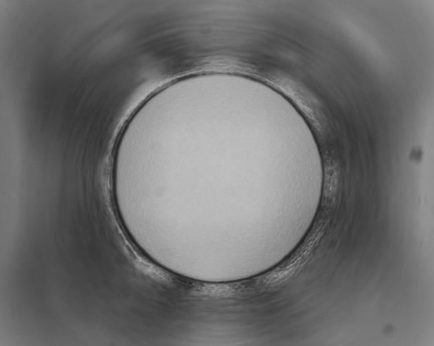 X0000097611094200803281008