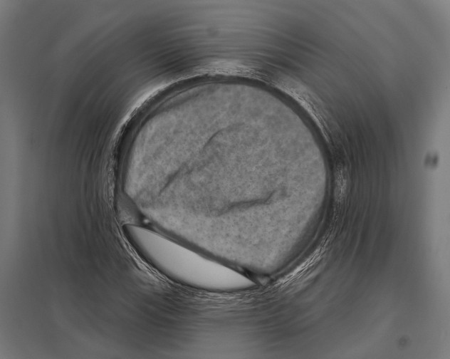 X0000097611115200803281007