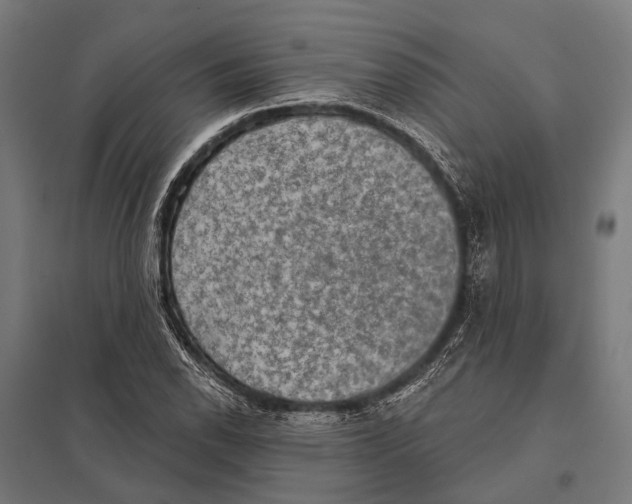 X0000097611118200803281007