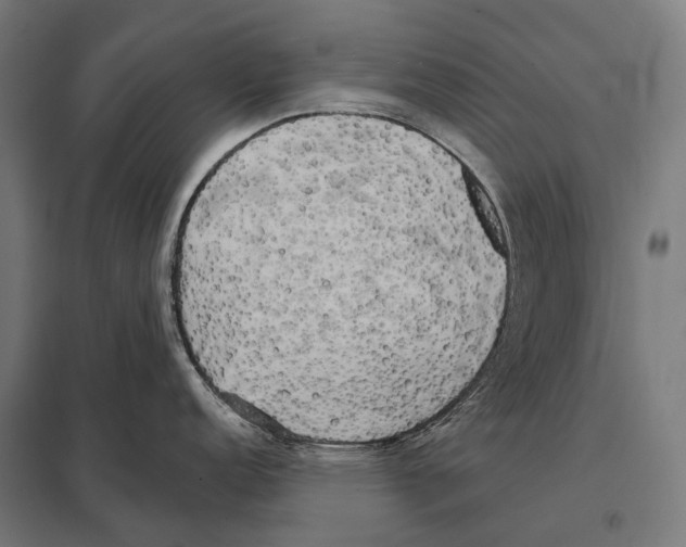 X0000097611152200803281008