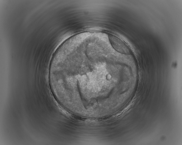 X0000097611194200803281007