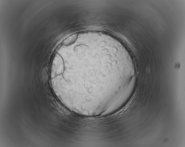 X0000097611212200803281006