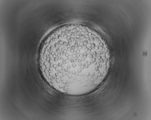 X0000097611216200803281006