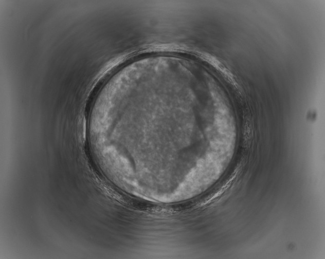 X0000097611221200803281006