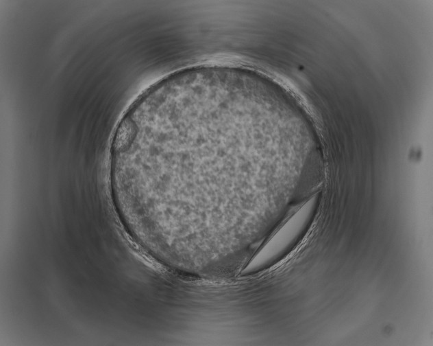 X0000097611232200803281006