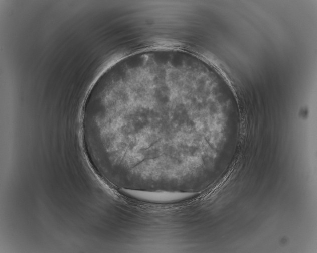 X0000097611235200803281006