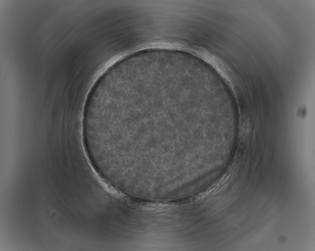 X0000097611237200803281006