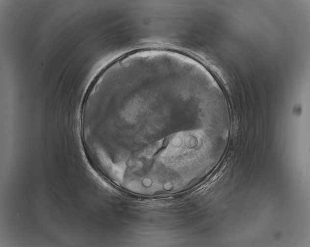 X0000097611239200803281006