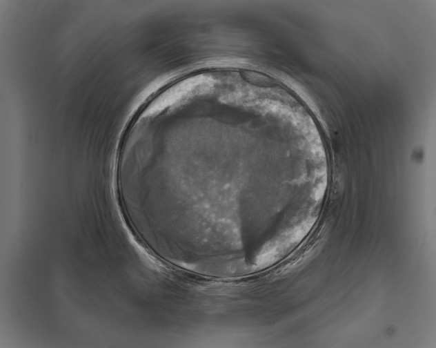 X0000097611245200803281006