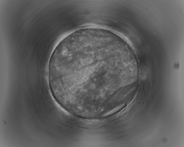 X0000097611247200803281006