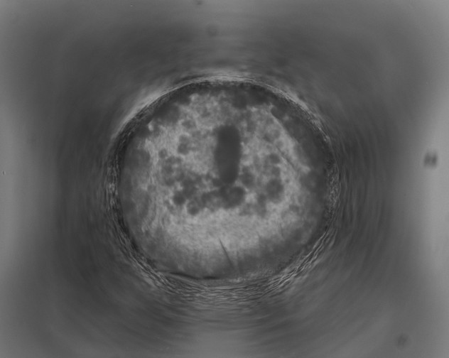 X0000097611255200803281006