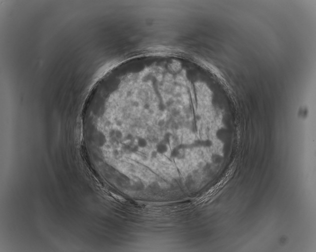 X0000097611267200803281006