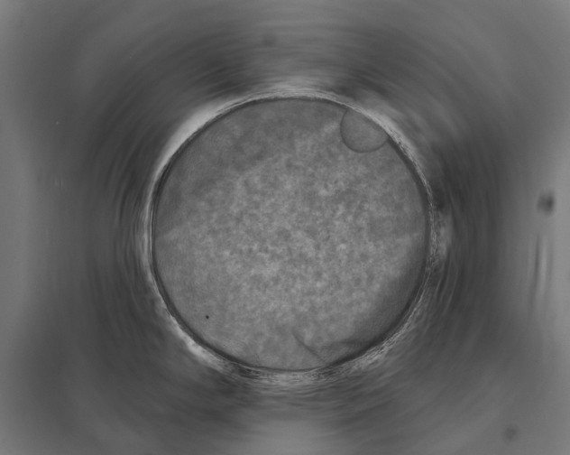 X0000097611294200803281005