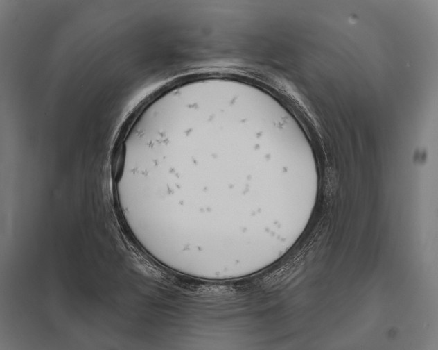 X0000097611320200803281005