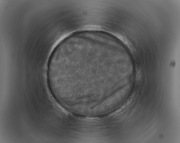 X0000097611325200803281005