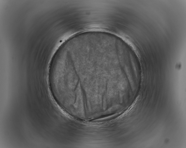 X0000097611333200803281005