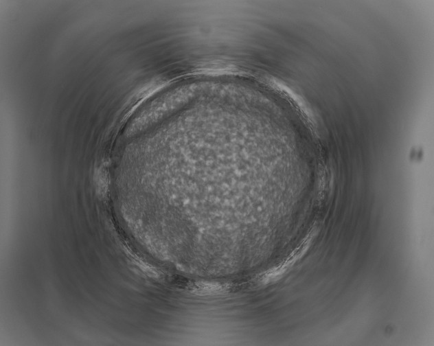 X0000097611361200803281004