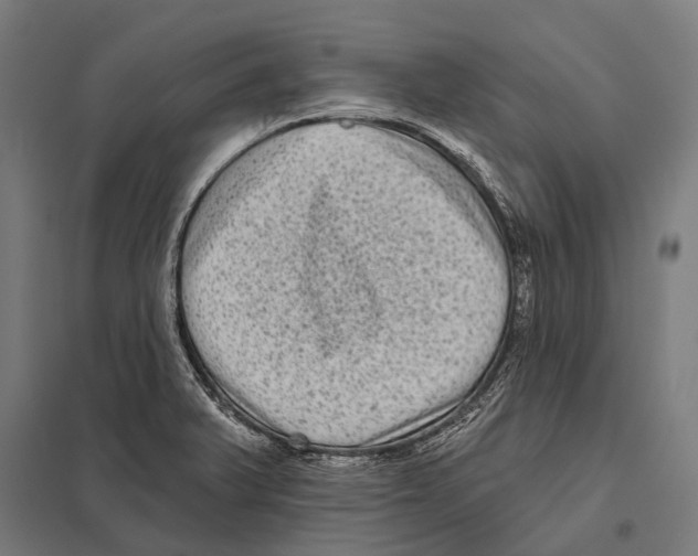 X0000097611375200803281004