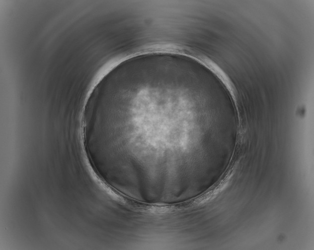 X0000097611389200803281004