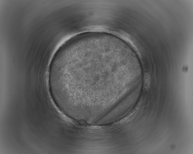 X0000097611424200803281004