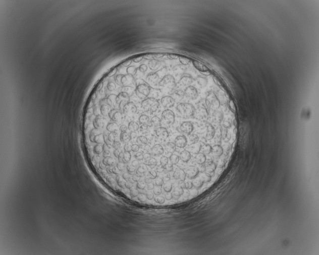 X0000097611432200803281004