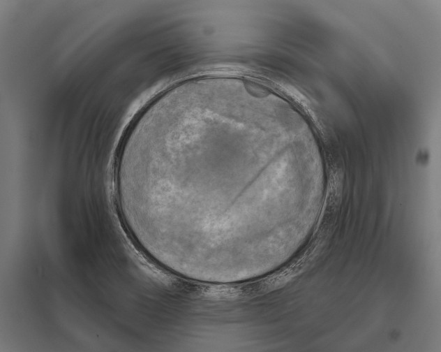 X0000097611466200803281003