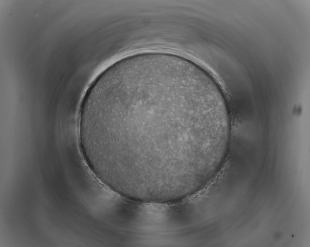 X0000097611514200803281002