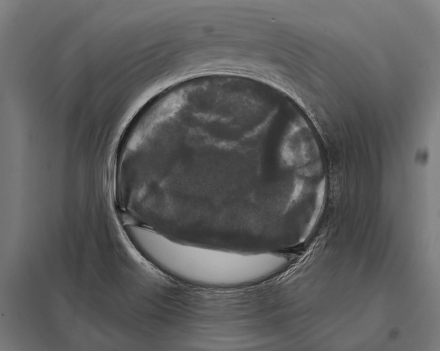 X0000097611515200803281002