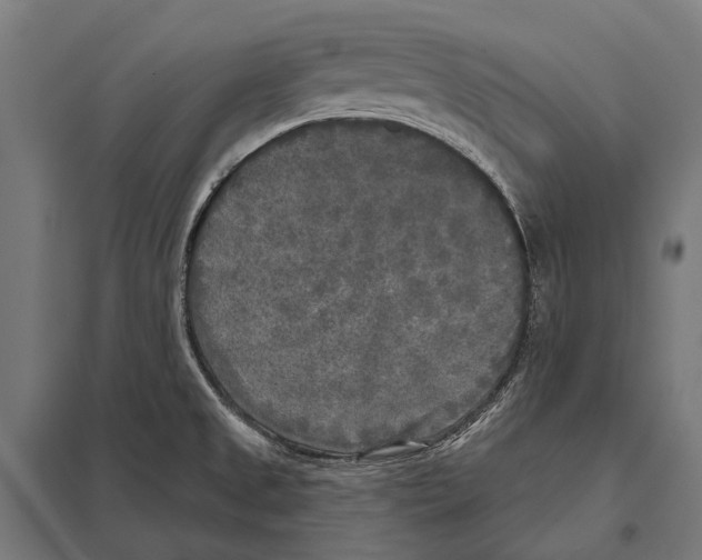 X0000097611525200803281002