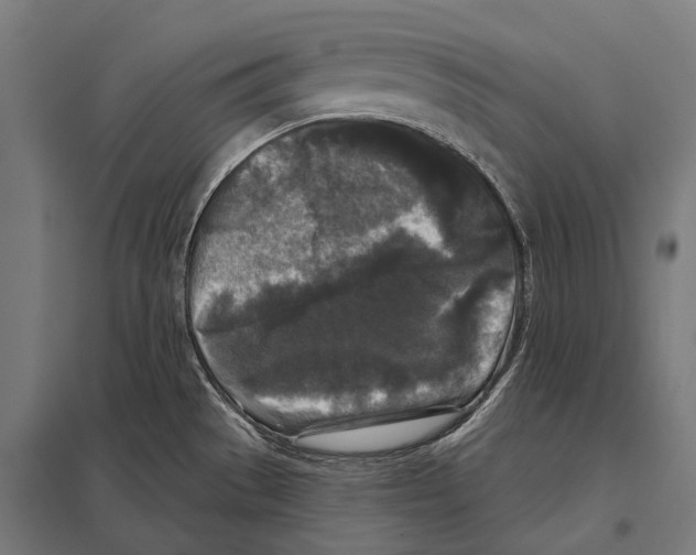 X0000097611529200803281002