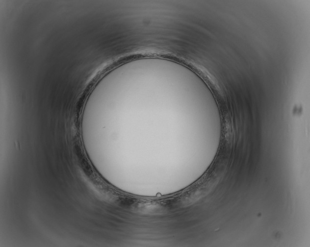 X0000097620208200802290828