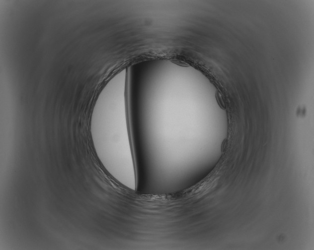 X0000097620384200802290826
