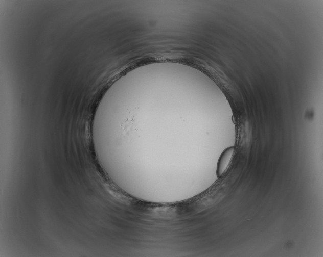 X0000097620426200802290824