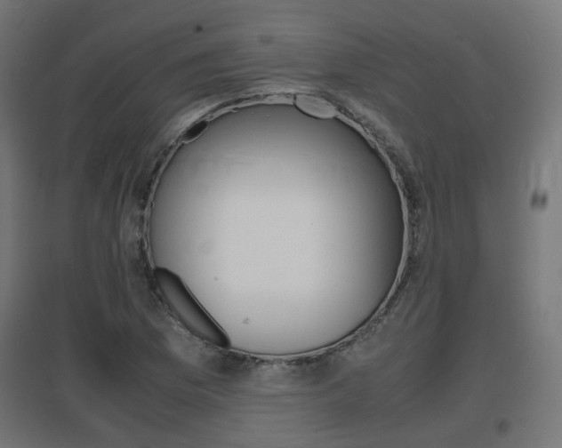 X0000097621169200802290813