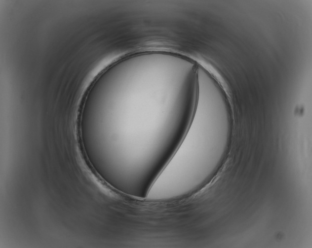 X0000097621333200802290811