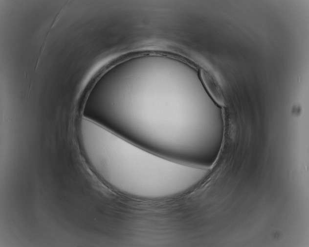 X0000097621368200802290810