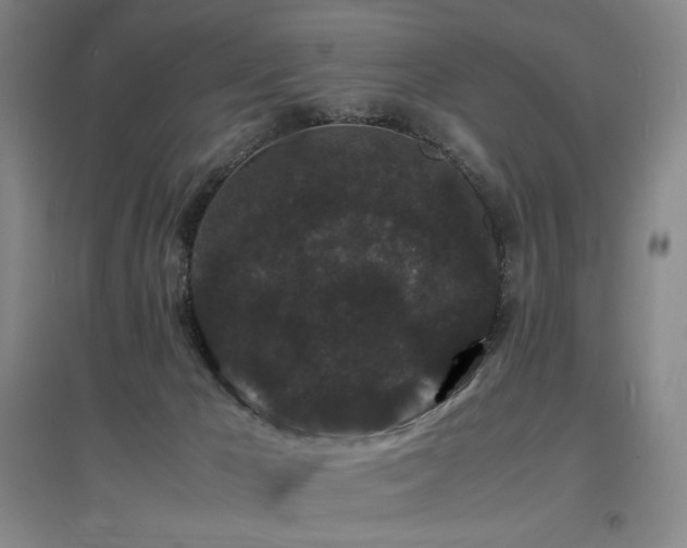X0000097620029200802291336