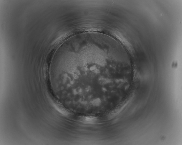 X0000097620165200802291334