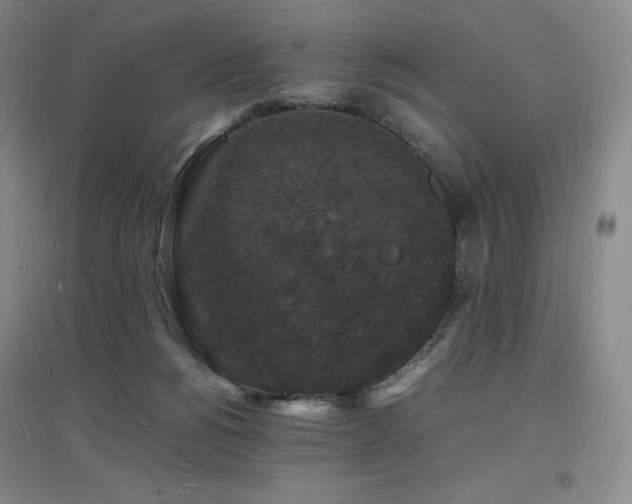 X0000097620168200802291334