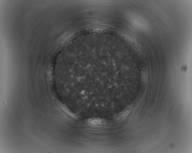 X0000097620181200802291334