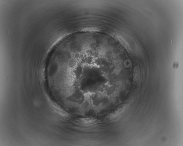 X0000097620351200802291331