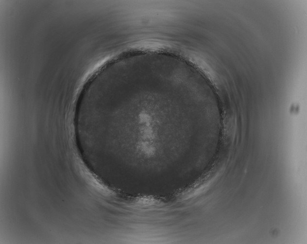 X0000097620399200802291330