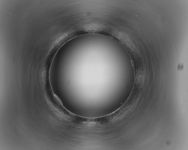 X0000097620448200802291329