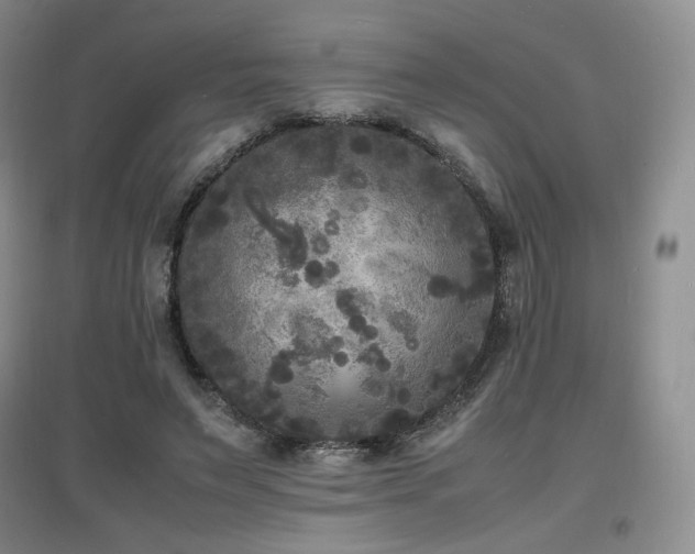 X0000097620495200802291329
