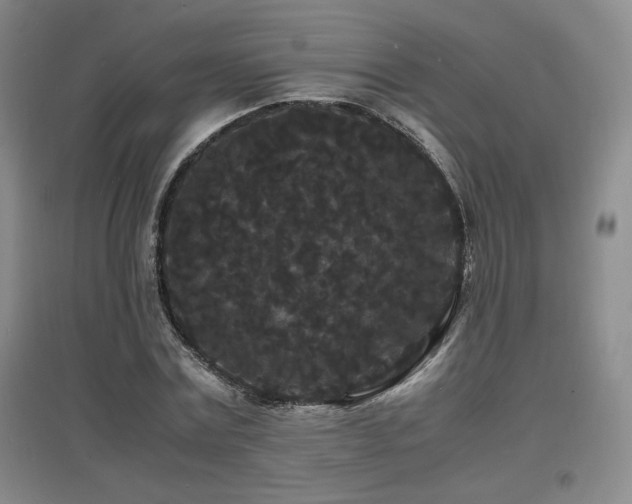 X0000097620779200802291325