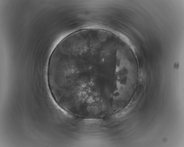 X0000097620863200802291324